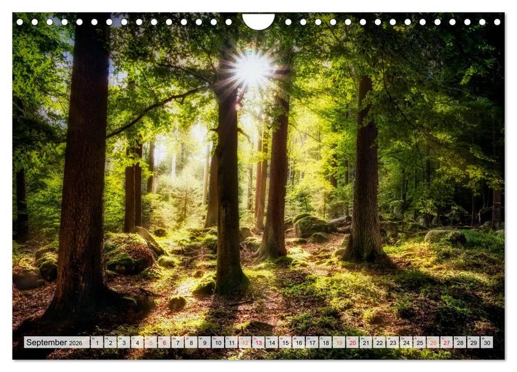 Produktbild: Wald - mystische Spazierg&auml;nge (Wandkalender 2026 DIN A4 quer), CALVENDO Monatskalender