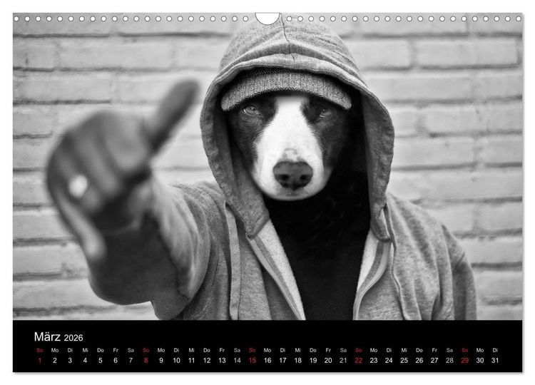 Produktbild: H&uuml;tehunde (Wandkalender 2026 DIN A3 quer), CALVENDO Monatskalender