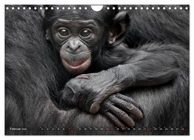 Produktbild: MENSCHENAFFENKINDER 2 (Wandkalender 2026 DIN A4 quer), CALVENDO Monatskalender