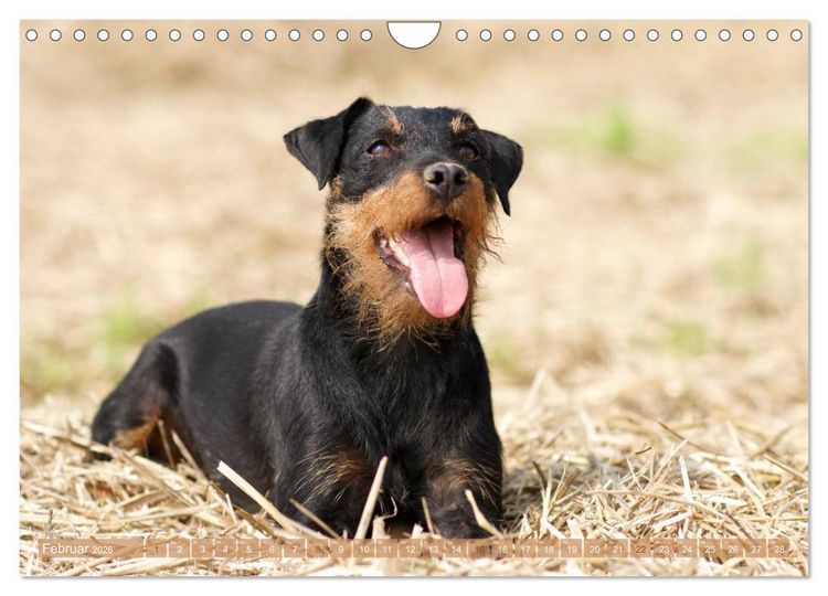 Produktbild: Faszination Terrier (Wandkalender 2026 DIN A4 quer), CALVENDO Monatskalender
