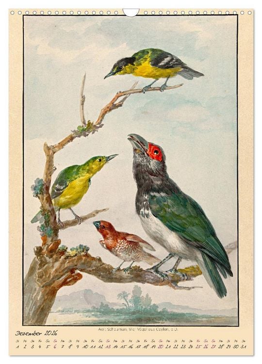 Produktbild: Aert Schouman. V&Ouml;GEL (Wandkalender 2026 DIN A3 hoch), CALVENDO Monatskalender
