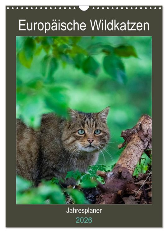 Produktbild: Europ&auml;ische Wildkatzen - Jahresplaner (Wandkalender 2026 DIN A3 hoch), CALVENDO Monatskalender