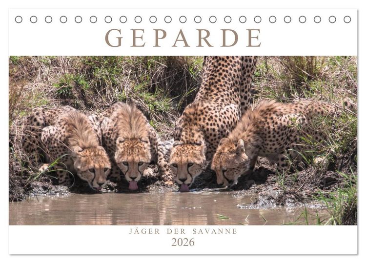 Produktbild: Geparde - J&auml;ger der Savanne (Tischkalender 2026 DIN A5 quer), CALVENDO Monatskalender