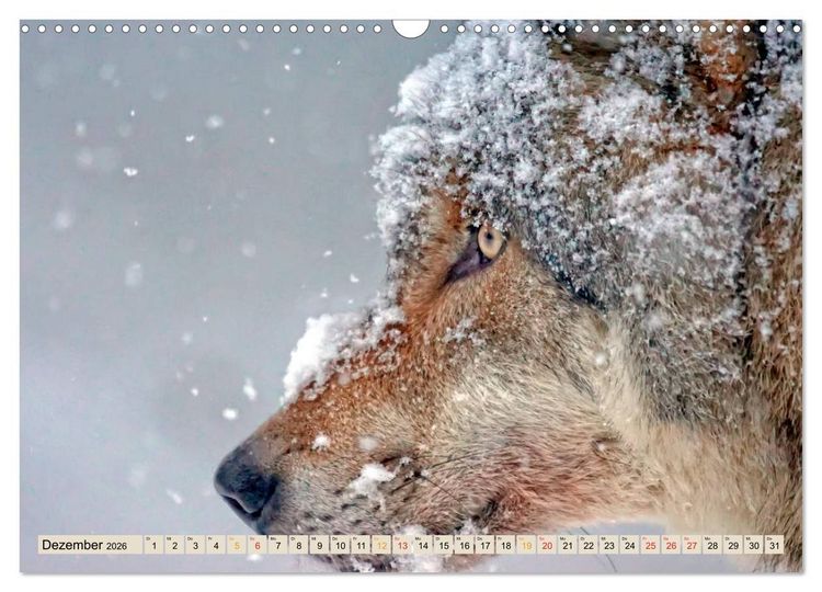 Produktbild: Wolf - Imposanter J&auml;ger (Wandkalender 2026 DIN A3 quer), CALVENDO Monatskalender