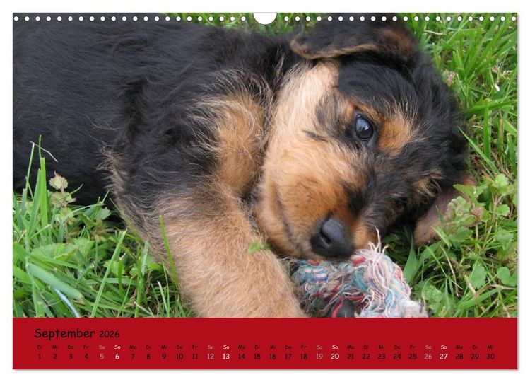 Produktbild: Airedale Terrier (Wandkalender 2026 DIN A3 quer), CALVENDO Monatskalender