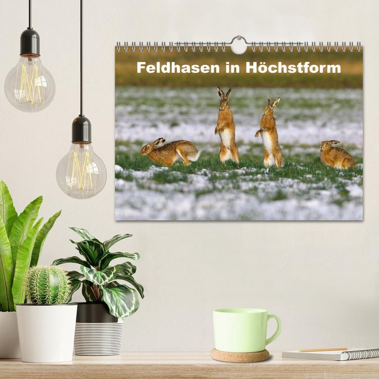 Produktbild: Feldhasen in H&ouml;chstform (Wandkalender 2026 DIN A4 quer), CALVENDO Monatskalender