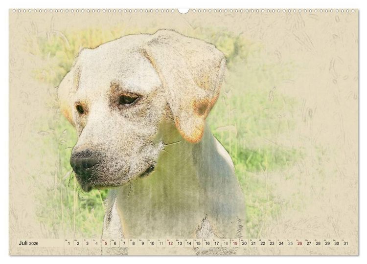 Produktbild: Labrador Retriever 2026 (Wandkalender 2026 DIN A2 quer), CALVENDO Monatskalender