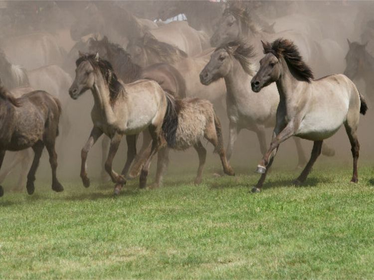 Produktbild: CALVENDO Puzzle Wildpferde beim Einlauf in die Arena | 1000 Teile Lege-Gr&ouml;&szlig;e 64x48cm Foto-Puzzle f&uuml;r gl&uuml;ckliche Stunden