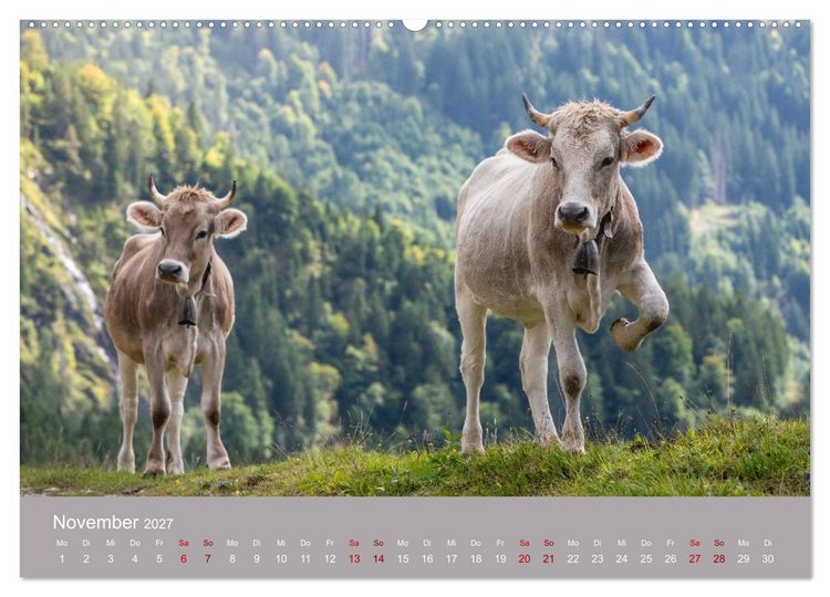 Produktbild: Allg&auml;uer Rindvieh 2027 (hochwertiger Premium Wandkalender 2027 DIN A2 quer), Kunstdruck in Hochglanz