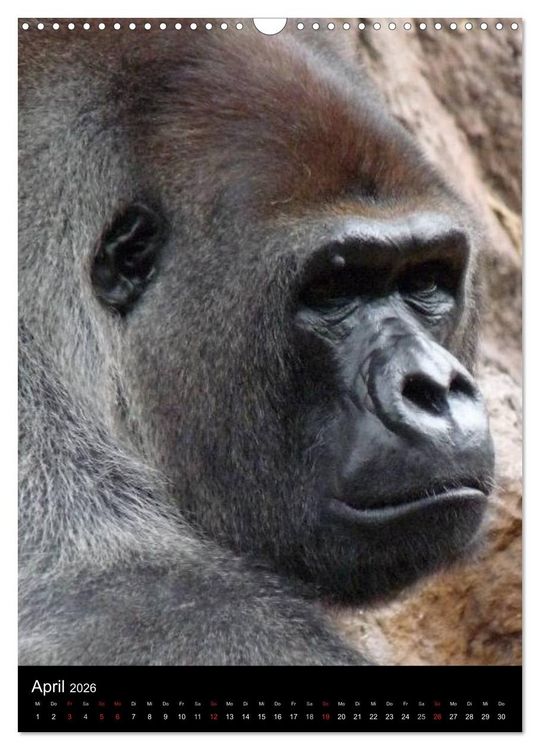 Produktbild: Gorillas (Wandkalender 2026 DIN A3 hoch), CALVENDO Monatskalender