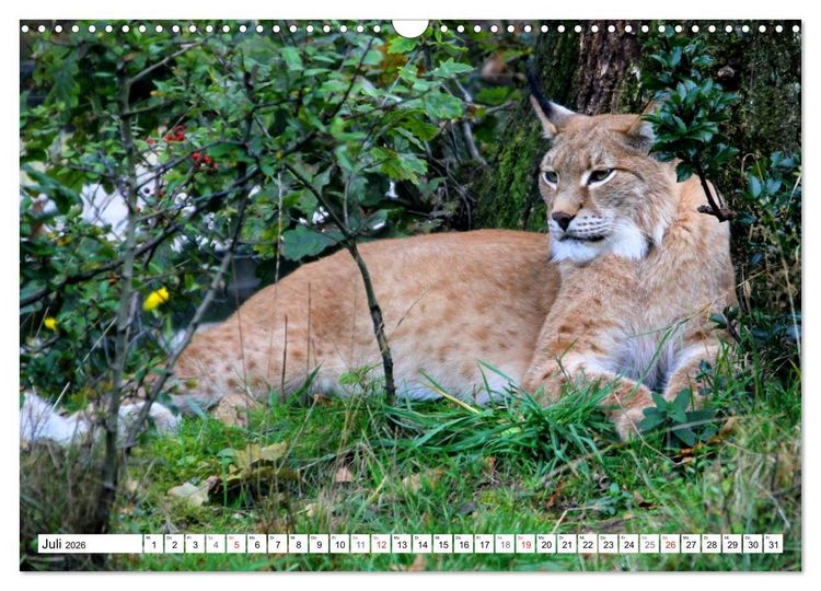 Produktbild: Der Luchs - Der J&auml;ger auf leisen Pfoten (Wandkalender 2026 DIN A3 quer), CALVENDO Monatskalender