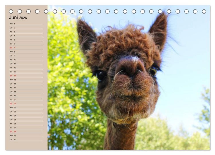 Produktbild: Alpakas und Lamas (Tischkalender 2026 DIN A5 quer), CALVENDO Monatskalender