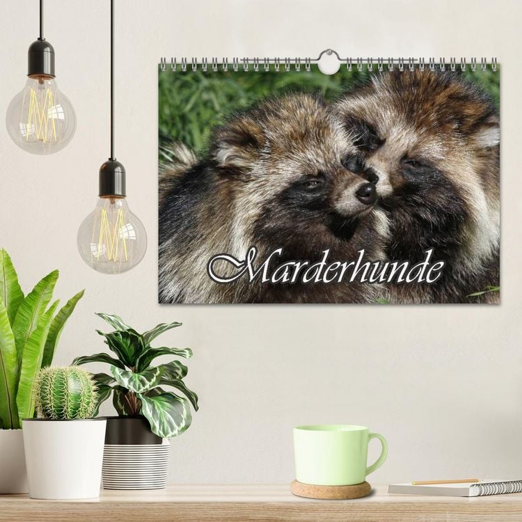 Produktbild: Marderhunde (Wandkalender 2026 DIN A4 quer), CALVENDO Monatskalender