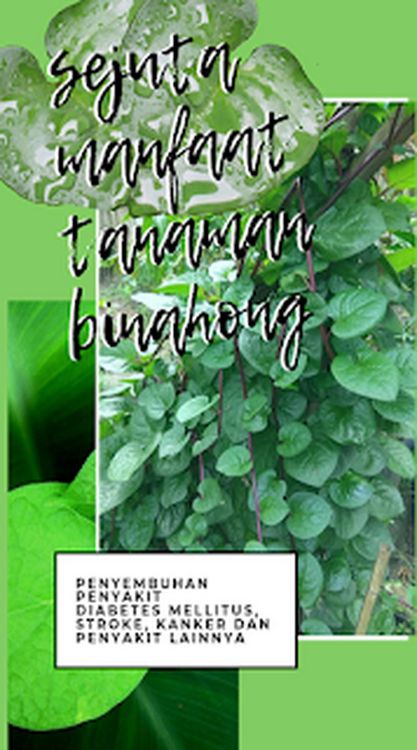 Produktbild: Sejuta Manfaat Binahong