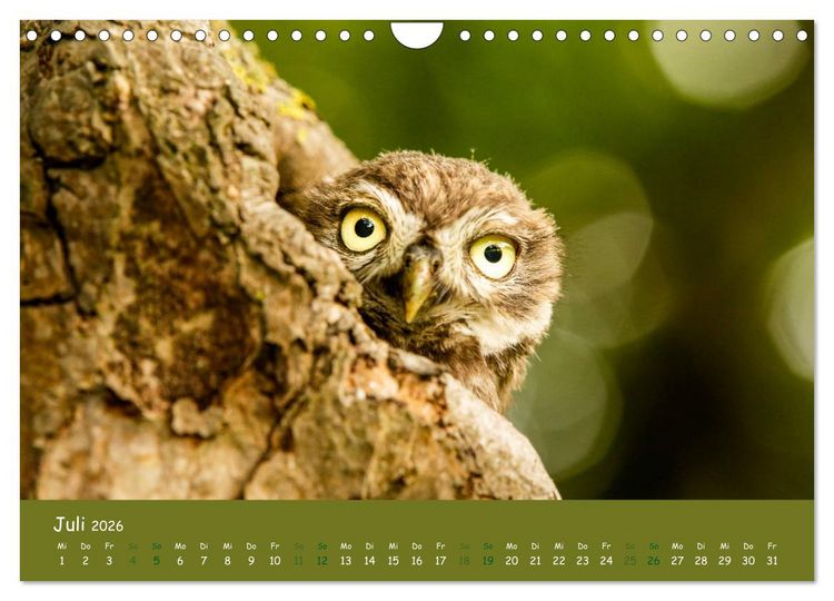 Produktbild: Steink&auml;uze (Athene noctua) (Wandkalender 2026 DIN A4 quer), CALVENDO Monatskalender