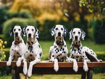 Produktbild: CALVENDO Puzzle Fotosession mit vier Dalmatinern | 1000 Teile Lege-Gr&ouml;&szlig;e 64x48cm Foto-Puzzle f&uuml;r gl&uuml;ckliche Stunden