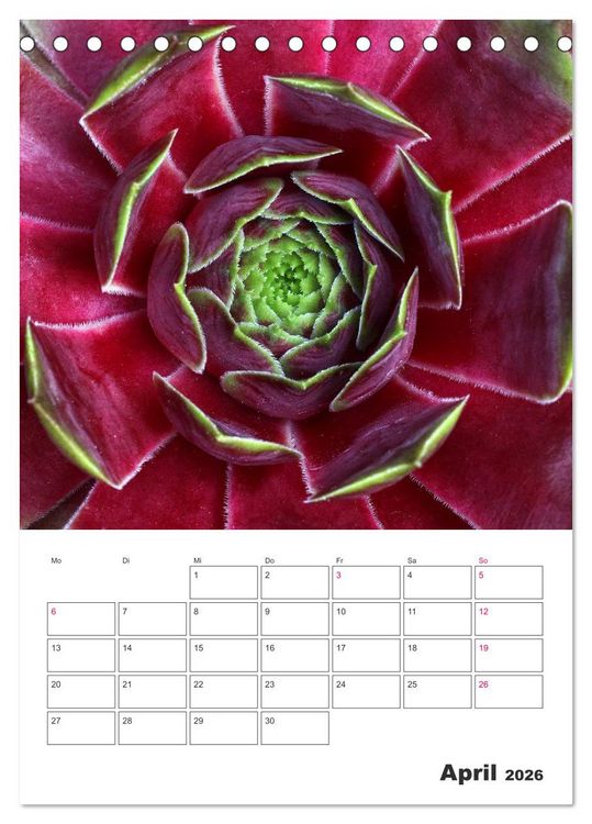 Produktbild: Ich liebe Sempervivum (Tischkalender 2026 DIN A5 hoch), CALVENDO Monatskalender