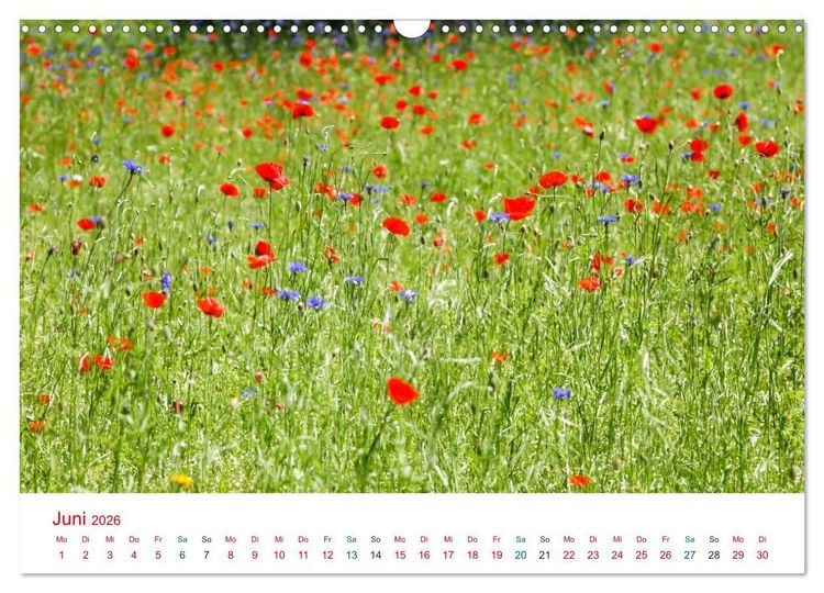 Produktbild: Mohnblumen (Wandkalender 2026 DIN A3 quer), CALVENDO Monatskalender