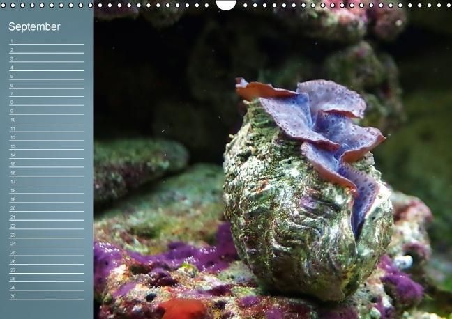 Produktbild: Bunte Riffbewohner - Fische, Anemonen und noch viel mehr (Wandkalender immerw&auml;hrend DIN A3 quer)