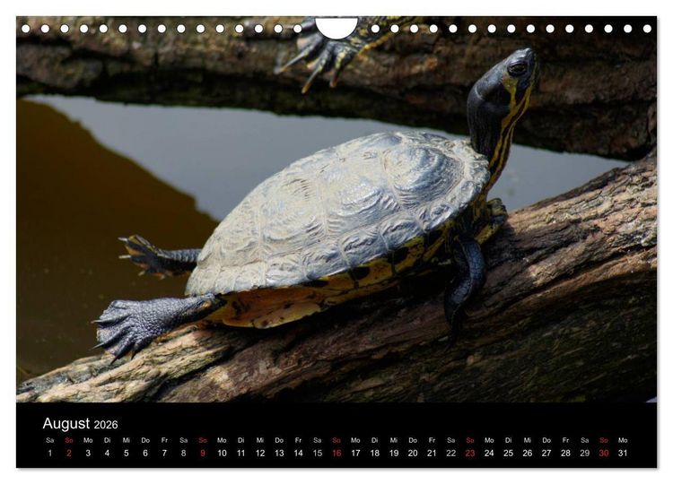Produktbild: Das Leben der Schildkr&ouml;ten (Wandkalender 2026 DIN A4 quer), CALVENDO Monatskalender