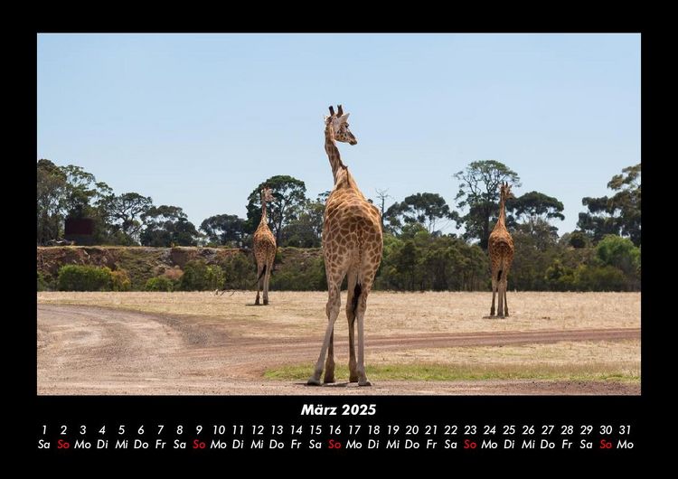 Produktbild: Giraffen 2025 Fotokalender DIN A3
