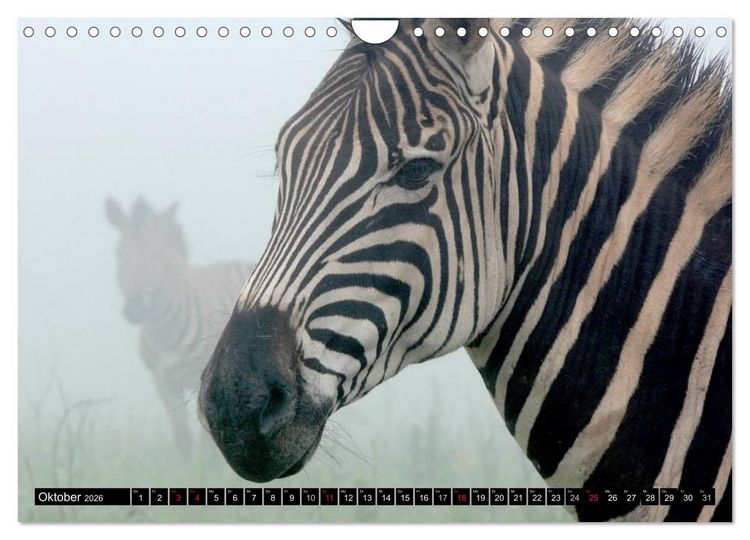 Produktbild: Zebras - Ungez&auml;hmte Kraft (Wandkalender 2026 DIN A4 quer), CALVENDO Monatskalender