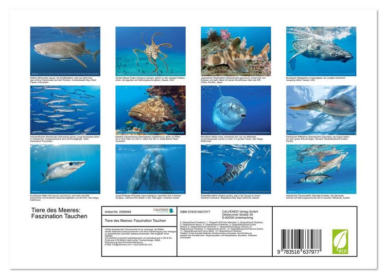 Produktbild: Tiere des Meeres: Faszination Tauchen (Wandkalender 2026 DIN A4 quer), CALVENDO Monatskalender