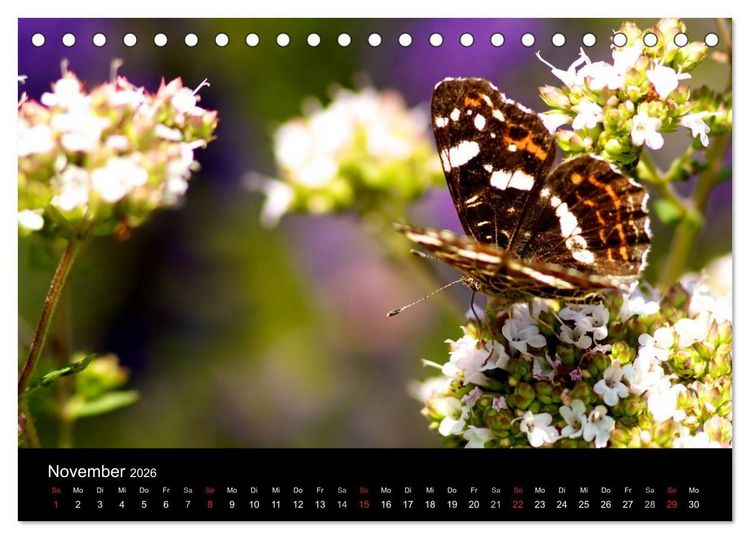 Produktbild: Heimische Schmetterlinge (Tischkalender 2026 DIN A5 quer), CALVENDO Monatskalender