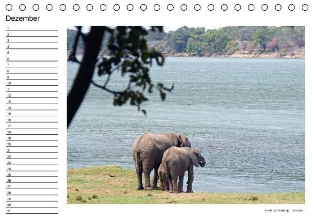 Produktbild: begegnungen - elefanten im s&uuml;dlichen afrika (Tischkalender immerw&auml;hrend DIN A5 quer)