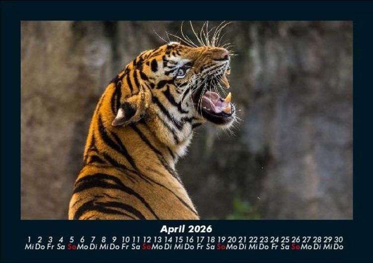 Produktbild: Tiger 2026 Fotokalender DIN A5