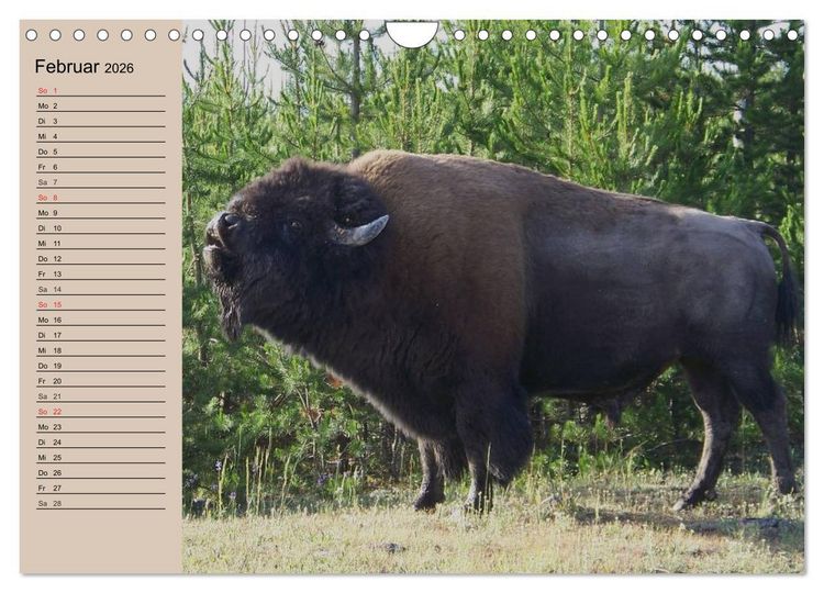 Produktbild: B&uuml;ffel. Wisent und Bison (Wandkalender 2026 DIN A4 quer), CALVENDO Monatskalender
