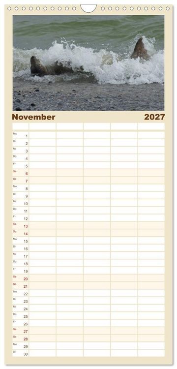 Produktbild: Familienplaner 2027 - Das Leben der Robben mit 5 Spalten (Wandkalender, 21 x 45 cm) CALVENDO