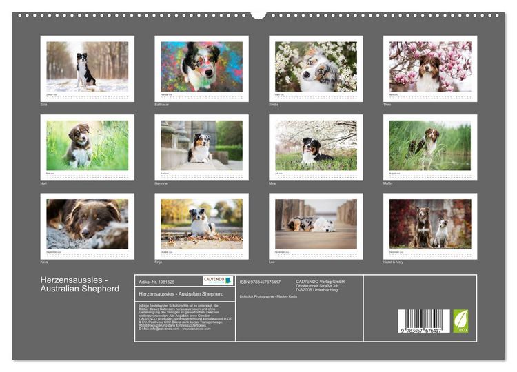Produktbild: Herzensaussies - Australian Shepherd (hochwertiger Premium Wandkalender 2026 DIN A2 quer), Kunstdruck in Hochglanz