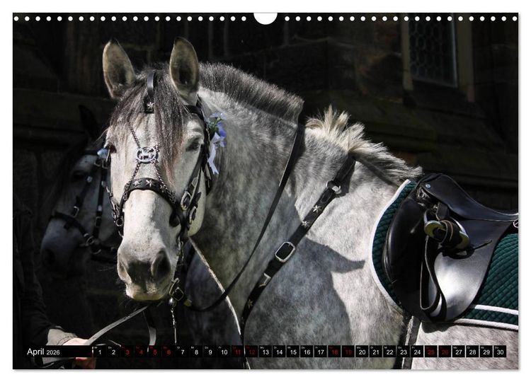 Produktbild: Schwere Warmbl&uuml;ter 2026 (Wandkalender 2026 DIN A3 quer), CALVENDO Monatskalender