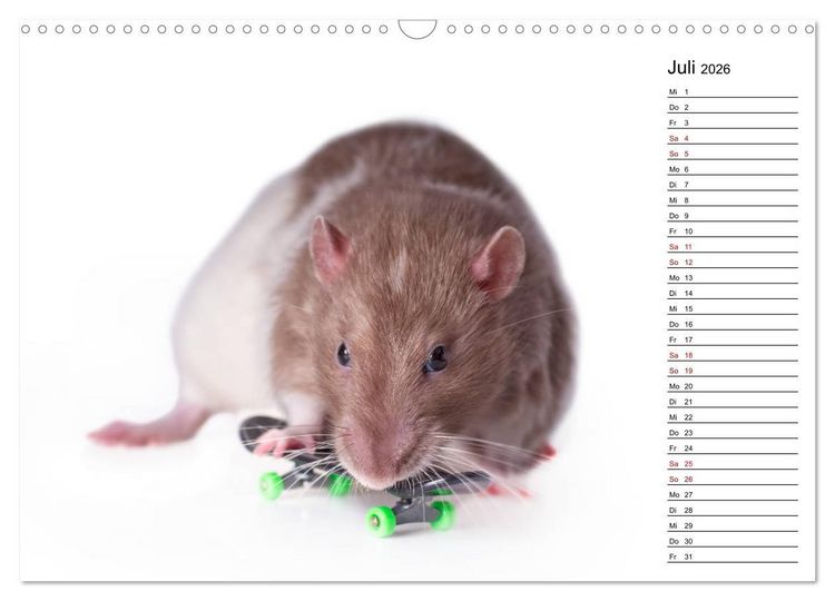 Produktbild: Ratten. Kleine Nager, gro&szlig;es Herz. (Wandkalender 2026 DIN A3 quer), CALVENDO Monatskalender