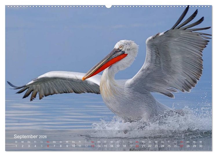 Produktbild: Pelikan-Kalender (hochwertiger Premium Wandkalender 2026 DIN A2 quer), Kunstdruck in Hochglanz
