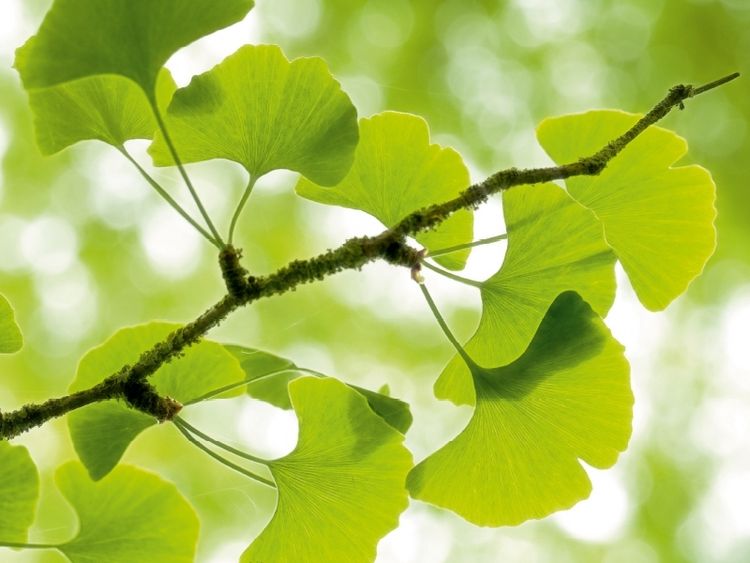 Produktbild: CALVENDO Puzzle Gingko biloba - der Heilige Baum | 1000 Teile Lege-Gr&ouml;&szlig;e 64x48cm Foto-Puzzle f&uuml;r gl&uuml;ckliche Stunden