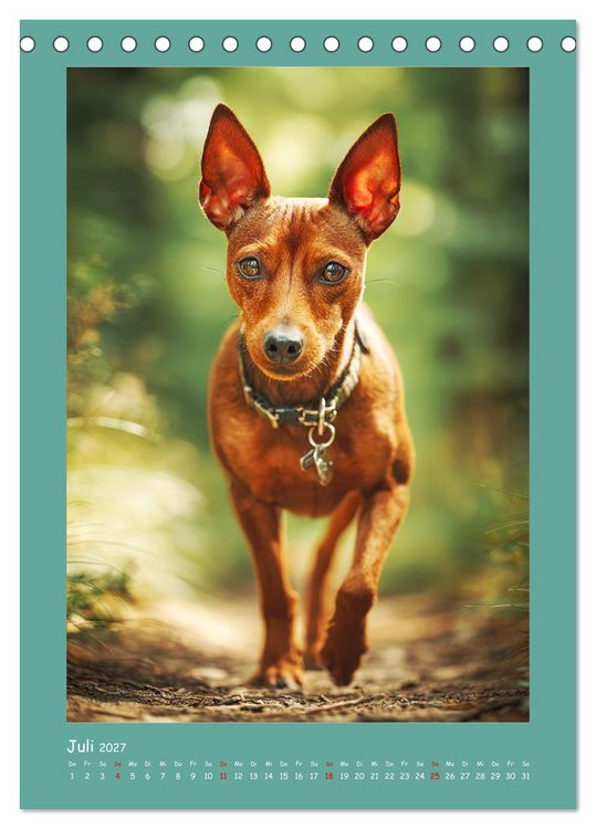 Produktbild: Mini-Pinscher. Kleine Hunde in sch&ouml;nen Momenten (Tischkalender 2027 DIN A5 hoch), CALVENDO Monatskalender