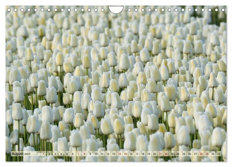 Produktbild: Tulpen - Hollands Stolz (Wandkalender 2027 DIN A4 quer), CALVENDO Monatskalender