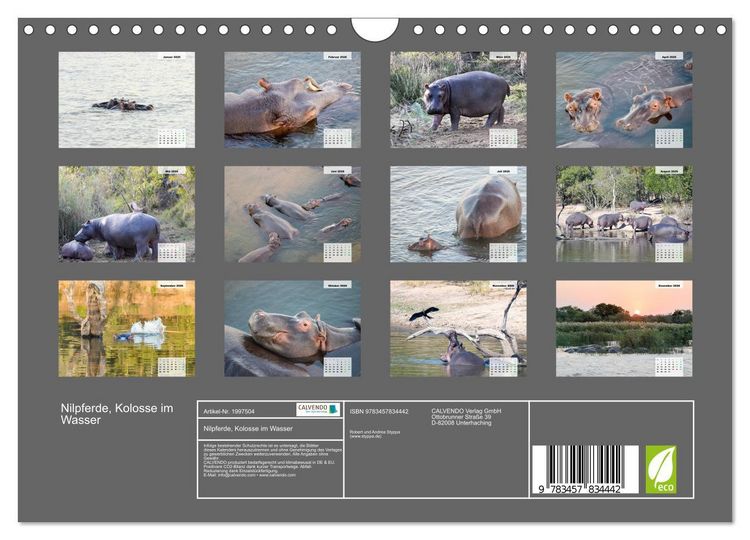 Produktbild: Nilpferde, Kolosse im Wasser (Wandkalender 2026 DIN A4 quer), CALVENDO Monatskalender