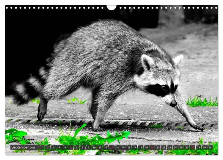 Produktbild: Besuch vom Waschb&auml;r (Wandkalender 2026 DIN A3 quer), CALVENDO Monatskalender