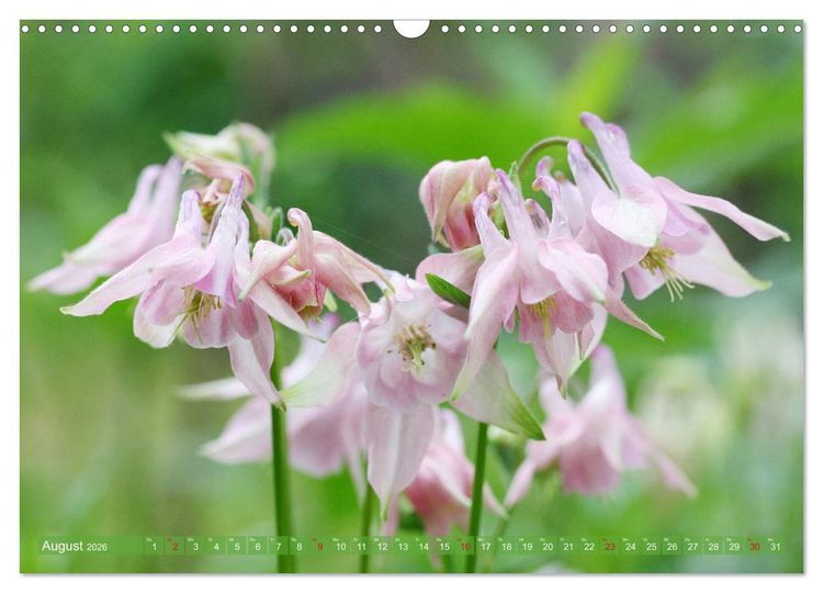 Produktbild: Beschwingte Blumenwelt (Wandkalender 2026 DIN A3 quer), CALVENDO Monatskalender