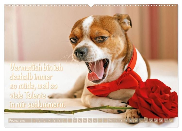 Produktbild: Chihuahua: Kleine Hunde, aber oho (hochwertiger Premium Wandkalender 2026 DIN A2 quer), Kunstdruck in Hochglanz