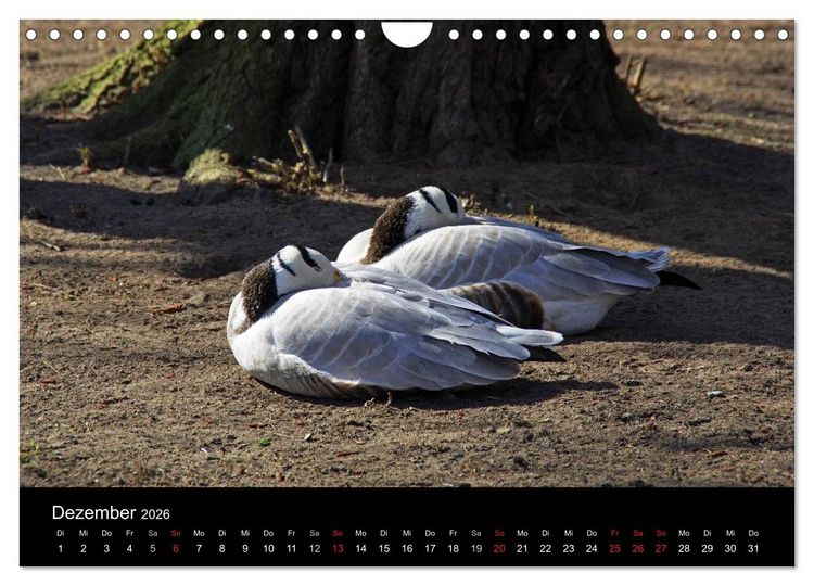 Produktbild: Welt der Tiere (Wandkalender 2026 DIN A4 quer), CALVENDO Monatskalender