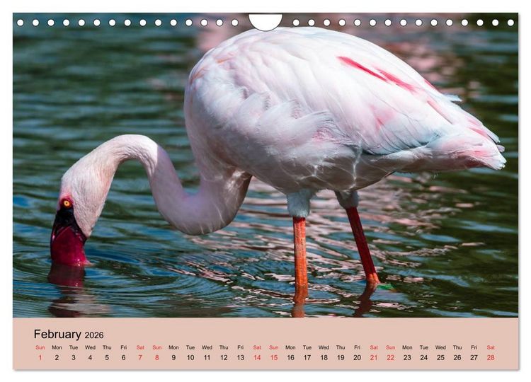 Produktbild: Just Flamingos (Wall Calendar 2026 DIN A4 landscape), CALVENDO 12 Month Wall Calendar