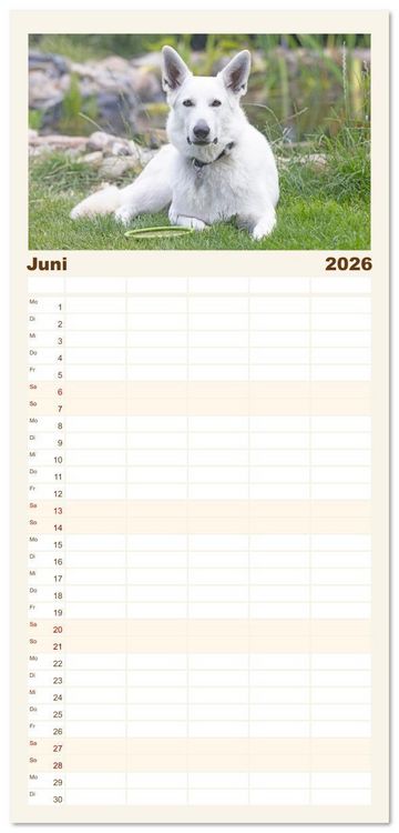 Produktbild: Familienplaner 2026 - Berger Blanc Suisse - Weggef&auml;hrten auf 4 Pfoten mit 5 Spalten (Wandkalender, 21 x 45 cm) CALVENDO