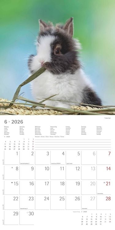 Produktbild: Kaninchen 2026 - Broschürenkalender 30x30 cm (30x60 geöffnet) - Kalender mit Platz für Notizen - Rabbits - Bildkalender - Wandplaner - Wandkalender
