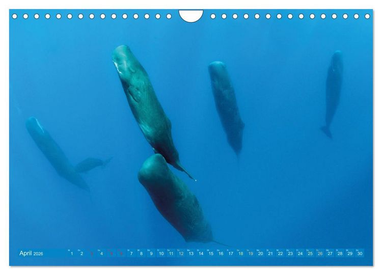 Produktbild: Wale: Giganten der Meere (Wandkalender 2026 DIN A4 quer), CALVENDO Monatskalender