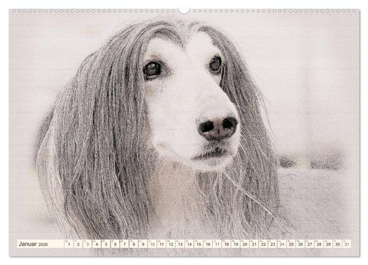 Produktbild: Windhunde 2026 (hochwertiger Premium Wandkalender 2026 DIN A2 quer), Kunstdruck in Hochglanz