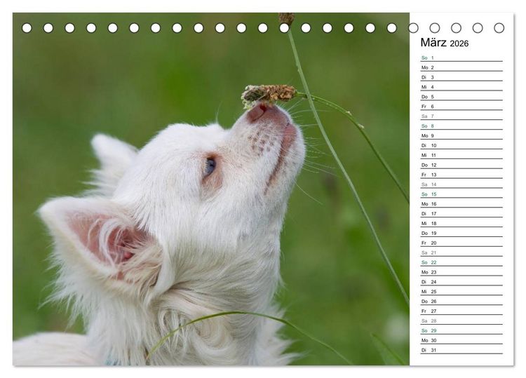 Produktbild: Chihuahuas - kleine Herzensbrecher (Tischkalender 2026 DIN A5 quer), CALVENDO Monatskalender